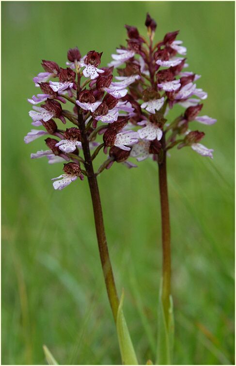 Purpurknabenkraut (Orchis purpurea)