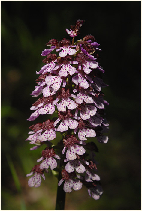 Purpur-Knabenkraut (Orchis purpurea)