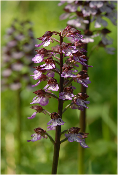 Purpur-Knabenkraut (Orchis purpurea)