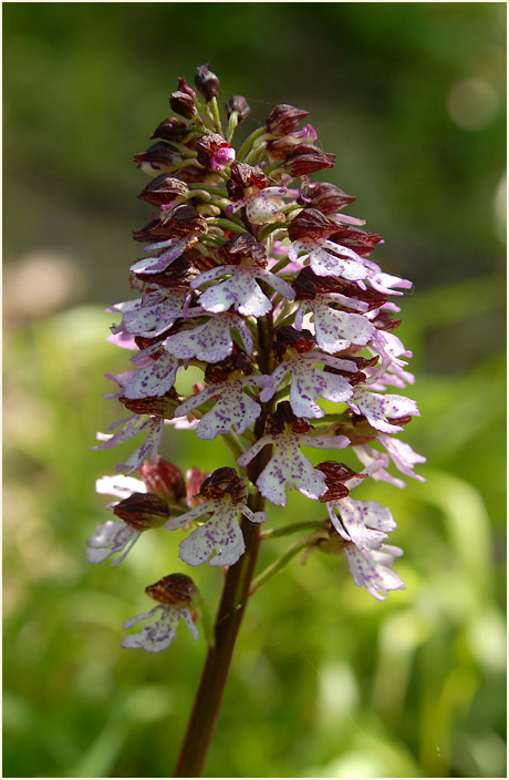 Purpur-Knabenkraut (Orchis purpurea)