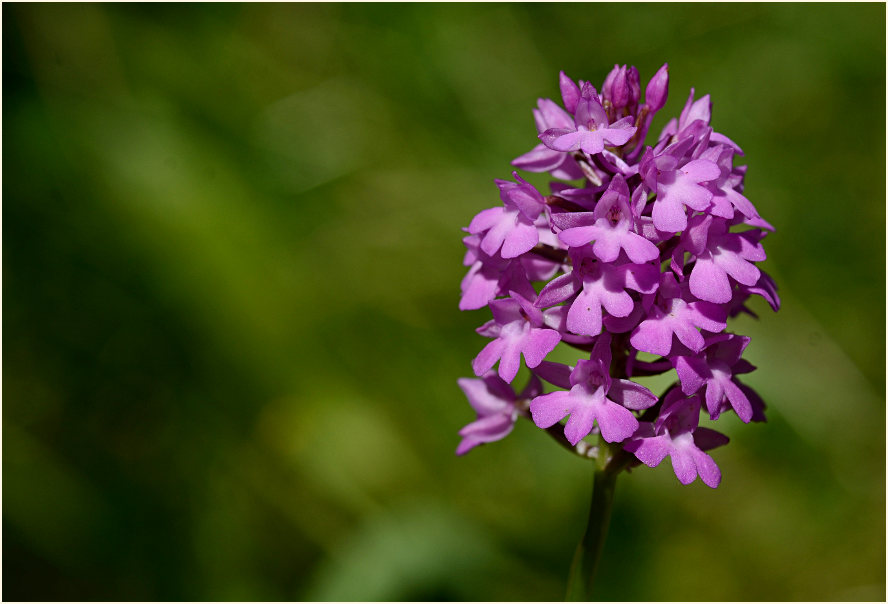 Pyramiden-Orchis (Anacamptis pyramidalis)