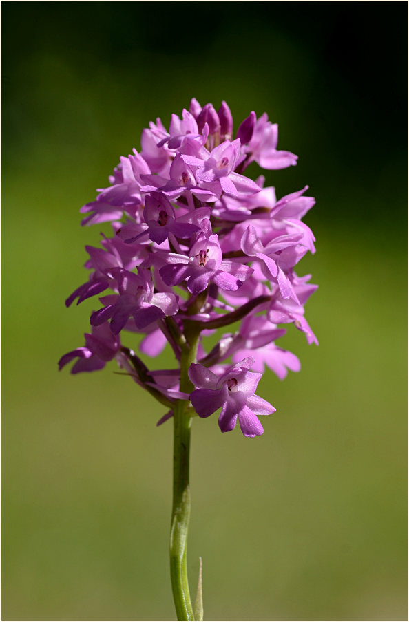 Pyramiden-Orchis (Anacamptis pyramidalis)