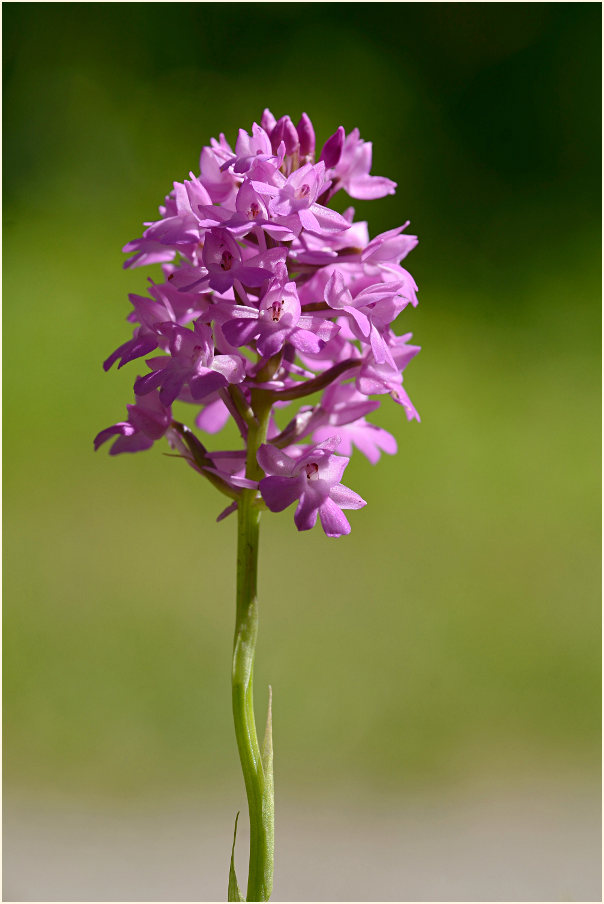 Pyramiden-Orchis (Anacamptis pyramidalis)