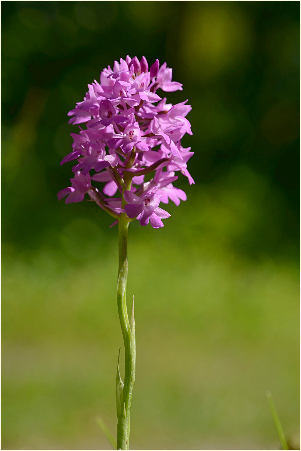 Pyramiden-Orchis (Anacamptis pyramidalis)