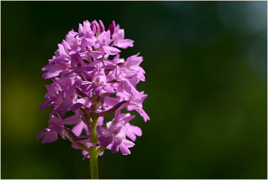 Pyramiden-Orchis (Anacamptis pyramidalis)