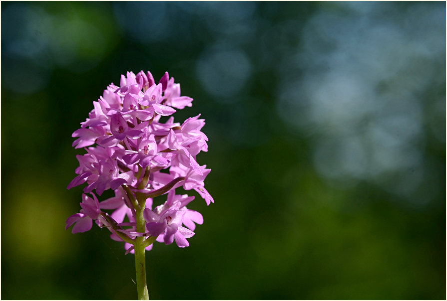 Pyramiden-Orchis (Anacamptis pyramidalis)