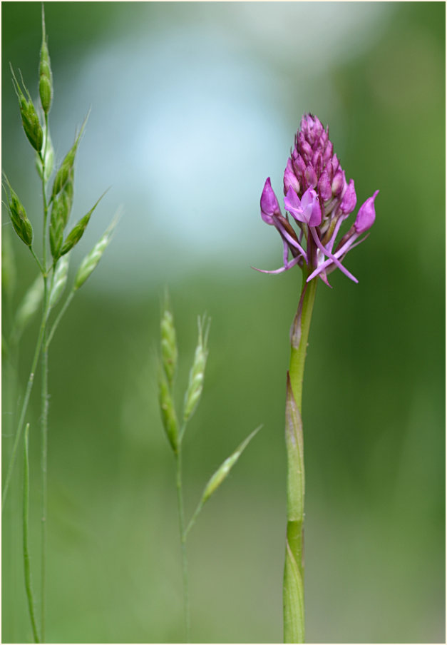 Pyramiden-Orchis (Anacamptis pyramidalis)