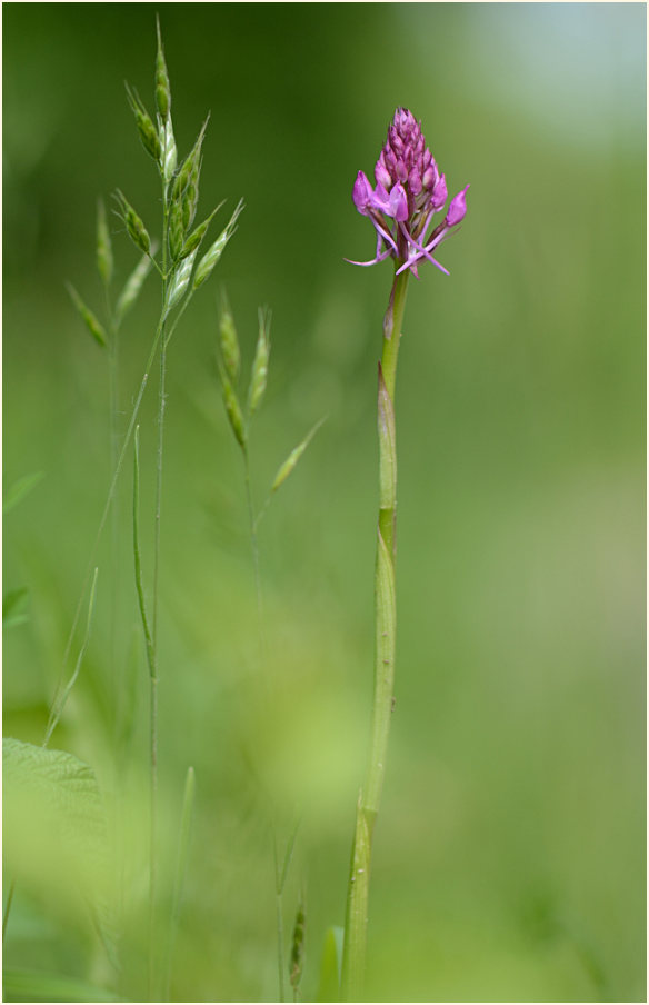 Pyramiden-Orchis (Anacamptis pyramidalis)