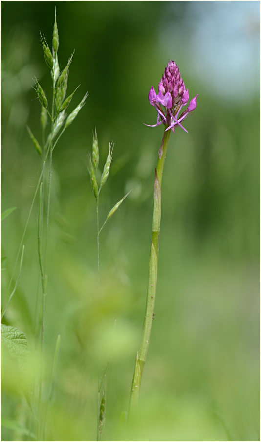 Pyramiden-Orchis (Anacamptis pyramidalis)