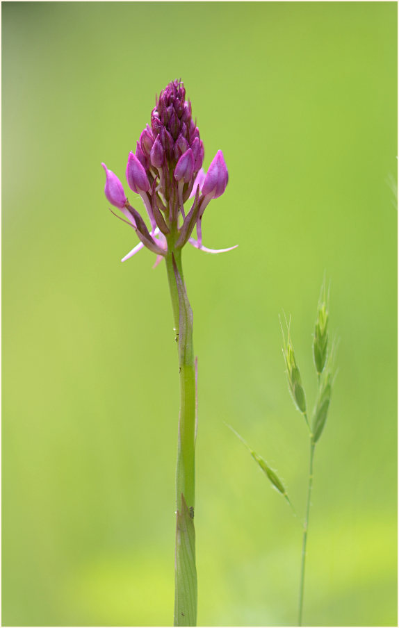 Pyramiden-Orchis (Anacamptis pyramidalis)