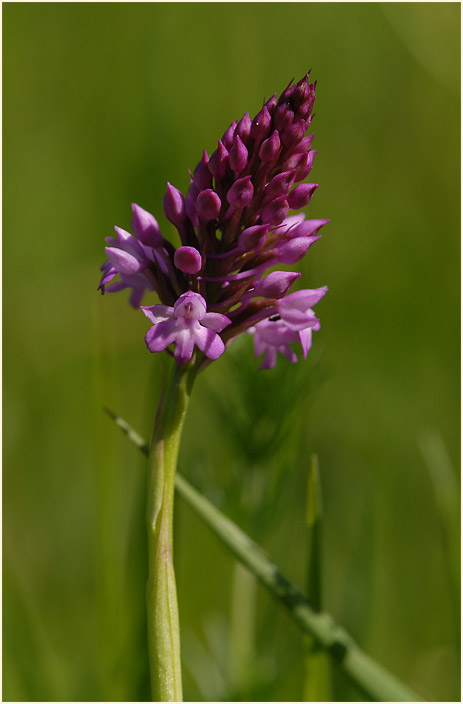 Pyramiden-Orchis (Anacamptis pyramidalis)