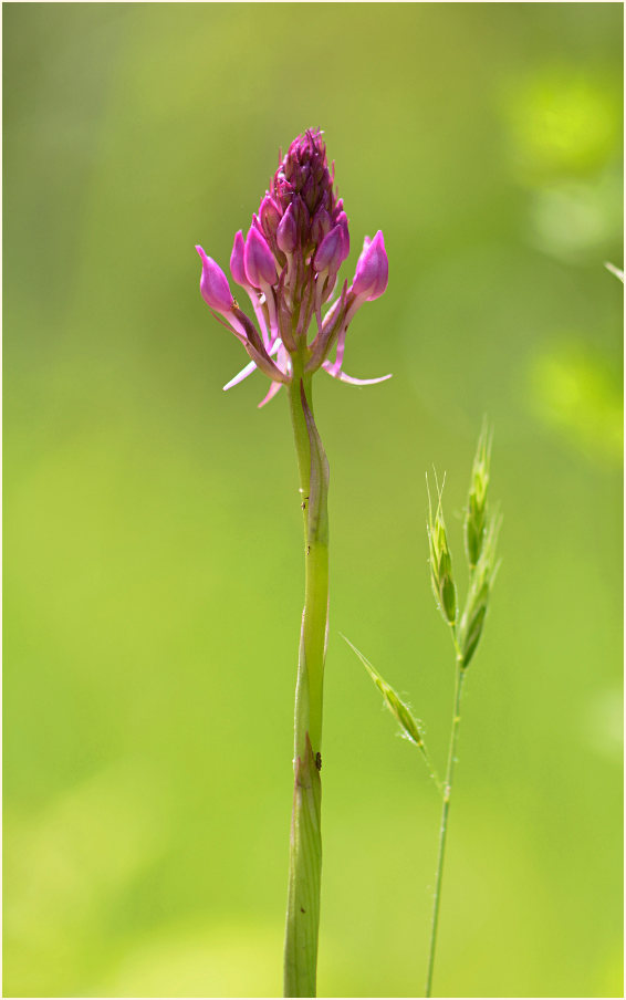 Pyramiden-Orchis (Anacamptis pyramidalis)