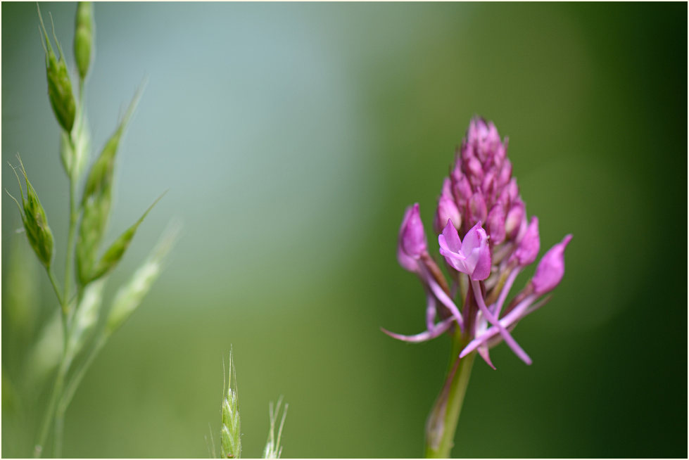 Pyramiden-Orchis (Anacamptis pyramidalis)