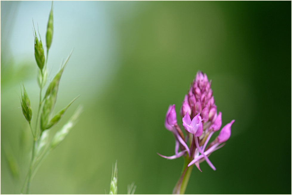 Pyramiden-Orchis (Anacamptis pyramidalis)