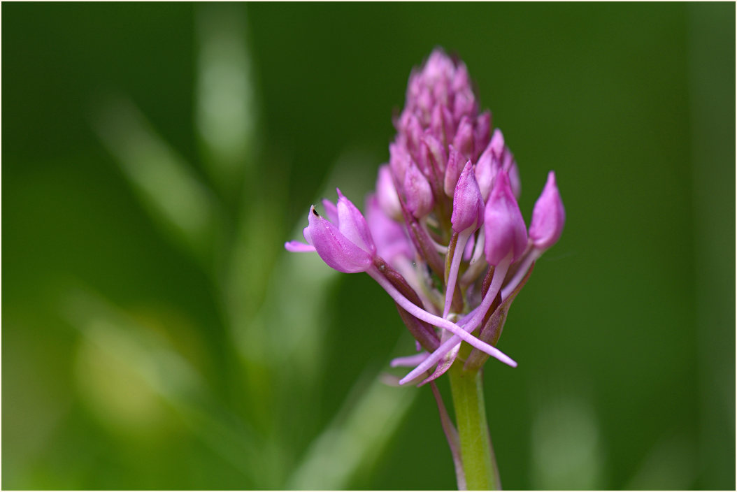 Pyramiden-Orchis (Anacamptis pyramidalis)