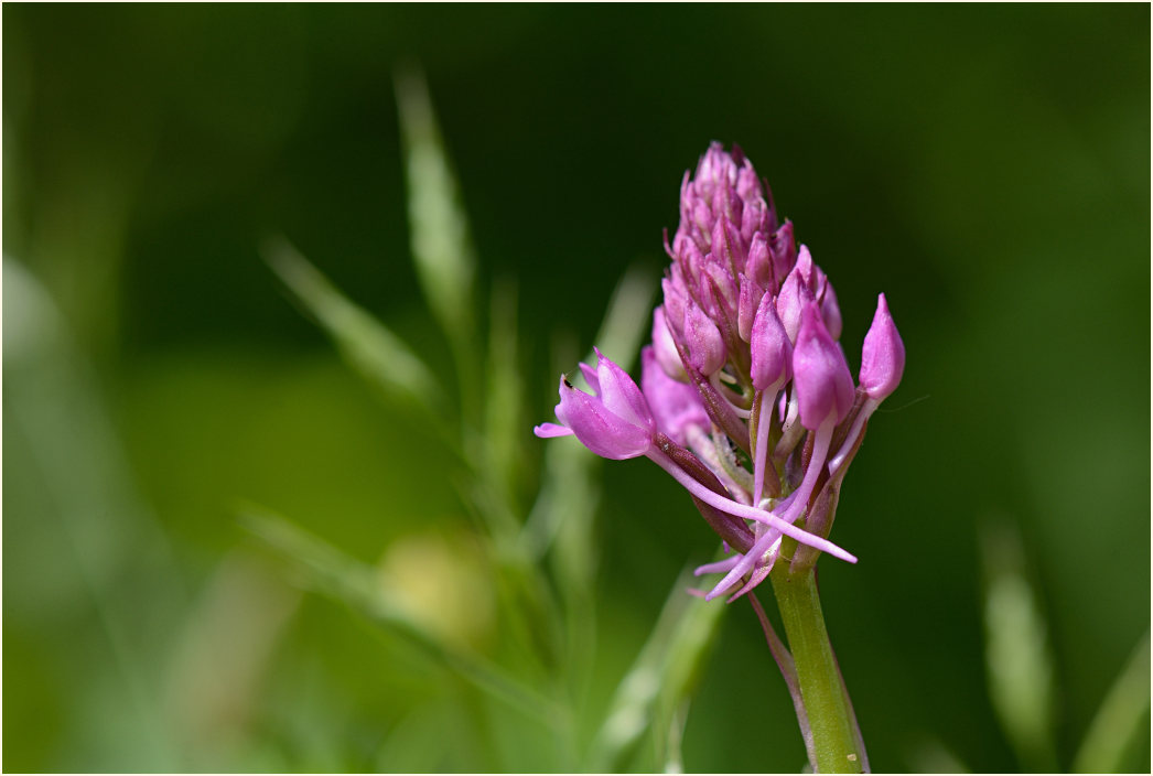 Pyramiden-Orchis (Anacamptis pyramidalis)