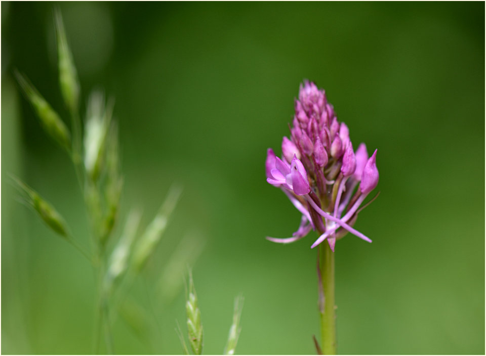 Pyramiden-Orchis (Anacamptis pyramidalis)