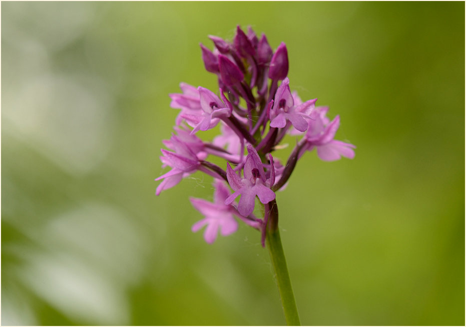 Pyramiden-Orchis (Anacamptis pyramidalis)