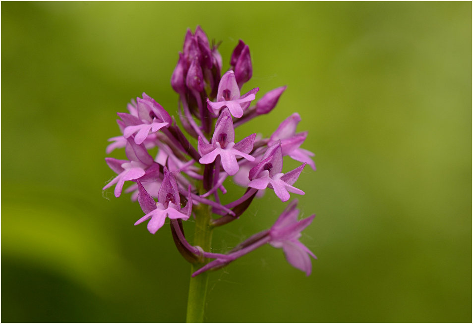 Pyramiden-Orchis (Anacamptis pyramidalis)