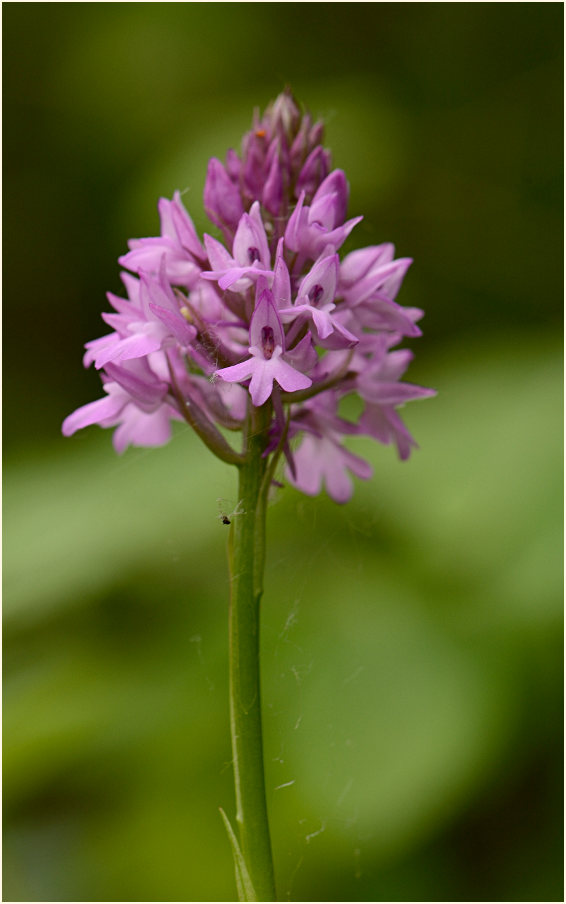 Pyramiden-Orchis (Anacamptis pyramidalis)