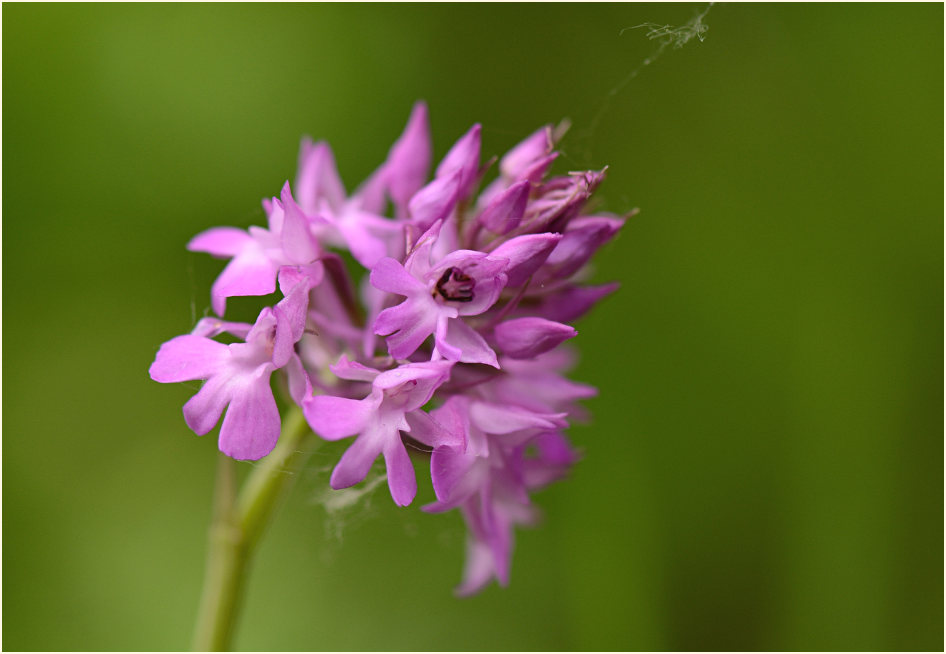 Pyramiden-Orchis (Anacamptis pyramidalis)