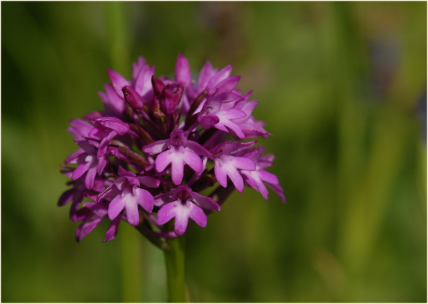 Pyramiden-Orchis (Anacamptis pyramidalis)