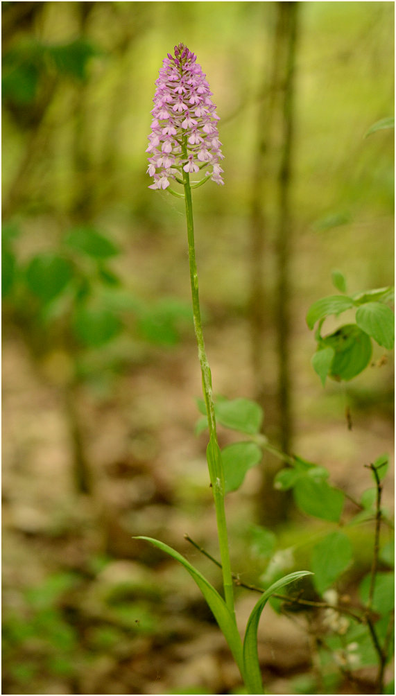 Pyramiden-Orchis (Anacamptis pyramidalis)