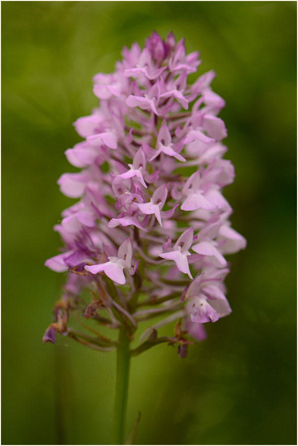 Pyramiden-Orchis (Anacamptis pyramidalis)