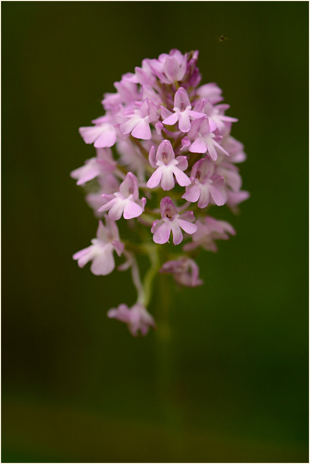 Pyramiden-Orchis (Anacamptis pyramidalis)