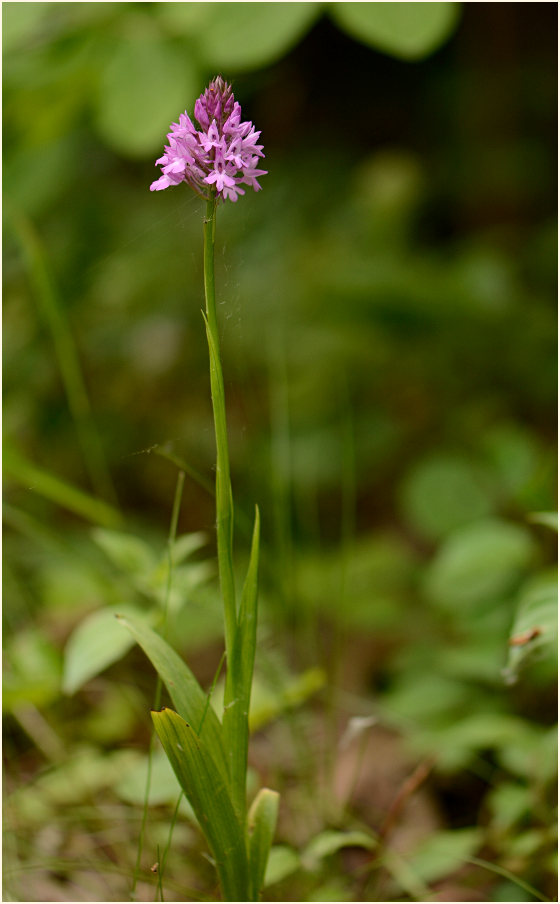 Pyramiden-Orchis (Anacamptis pyramidalis)