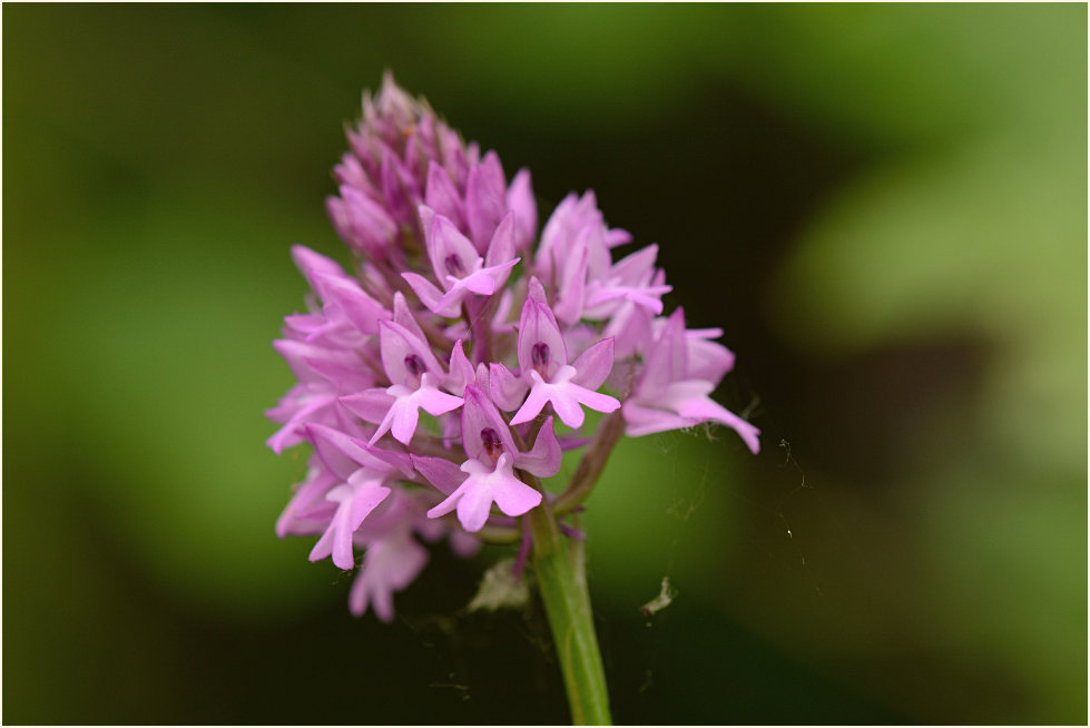 Pyramiden-Orchis (Anacamptis pyramidalis)