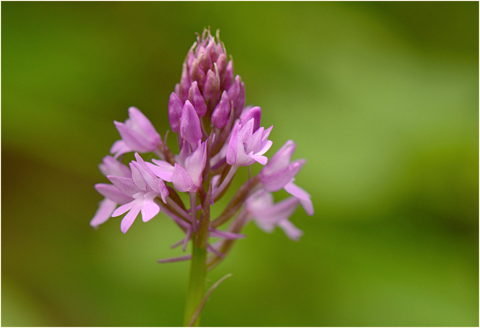 Pyramiden-Orchis (Anacamptis pyramidalis)