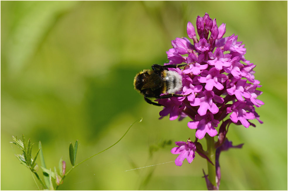 Pyramiden-Orchis (Anacamptis pyramidalis)