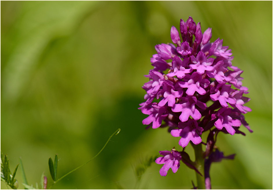 Pyramiden-Orchis (Anacamptis pyramidalis)