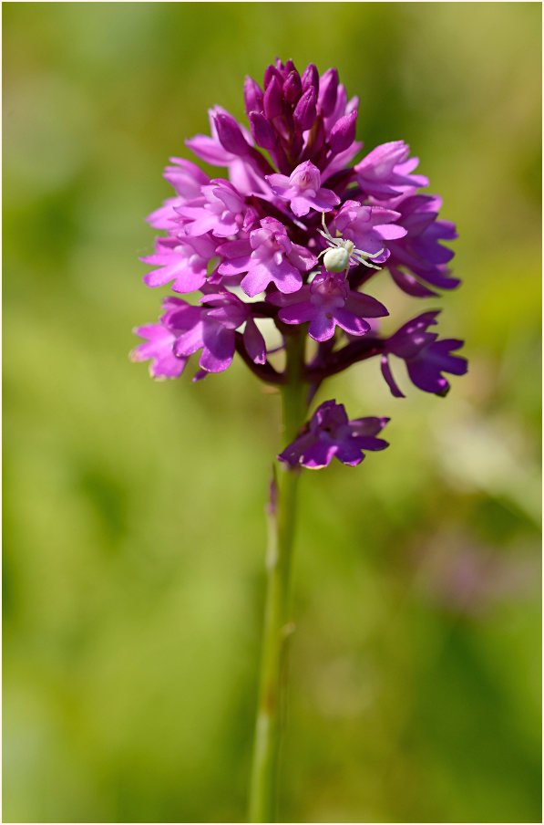 Pyramiden-Orchis (Anacamptis pyramidalis)