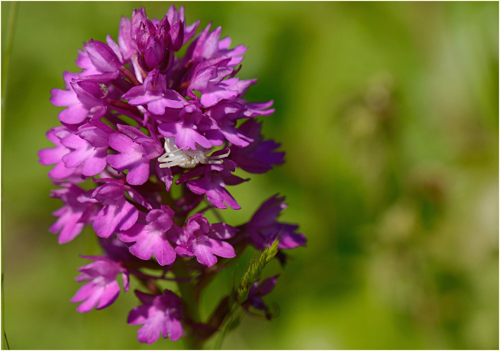 Pyramiden-Orchis (Anacamptis pyramidalis)