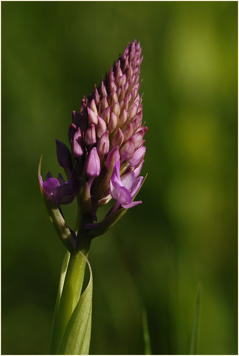 Pyramiden-Orchis (Anacamptis pyramidalis)