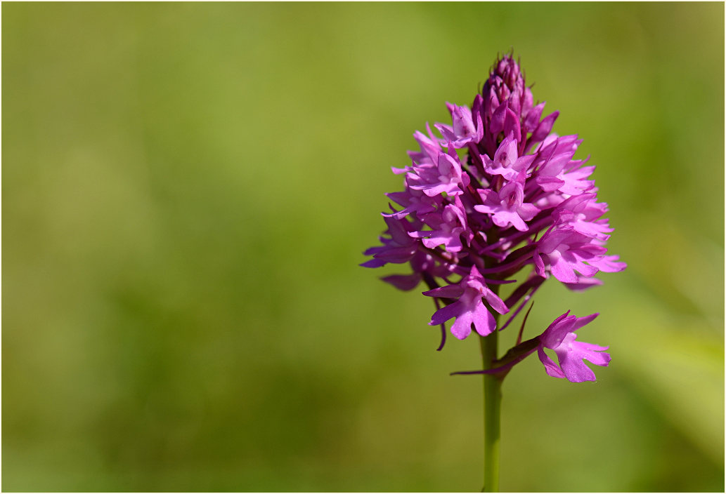 Pyramiden-Orchis (Anacamptis pyramidalis)