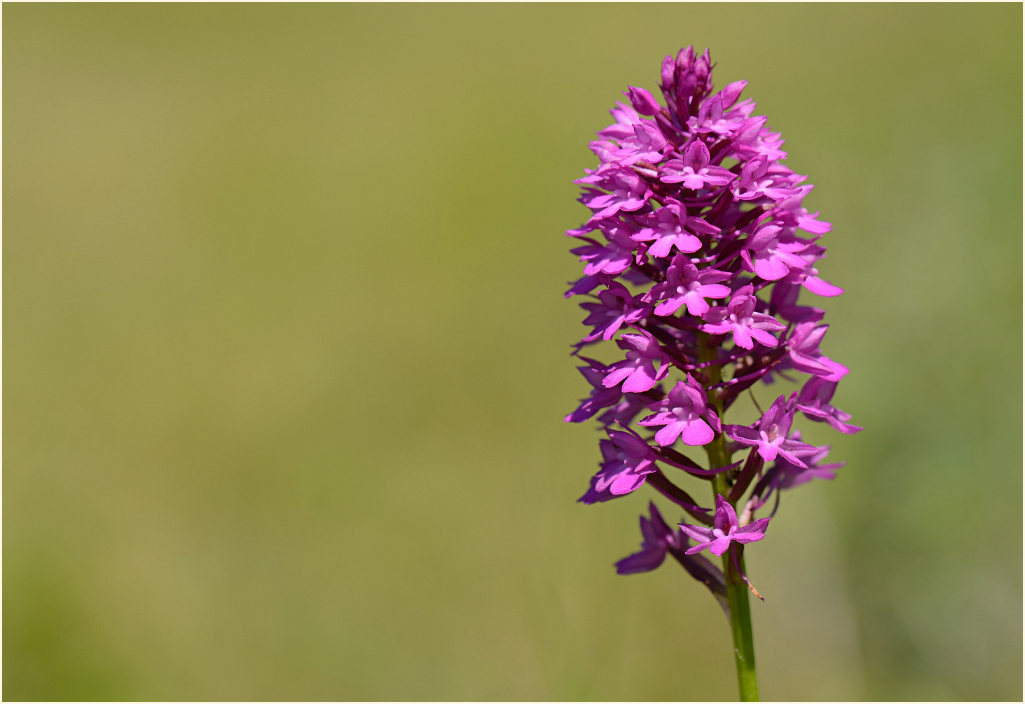 Pyramiden-Orchis (Anacamptis pyramidalis)