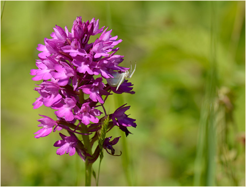 Pyramiden-Orchis (Anacamptis pyramidalis)