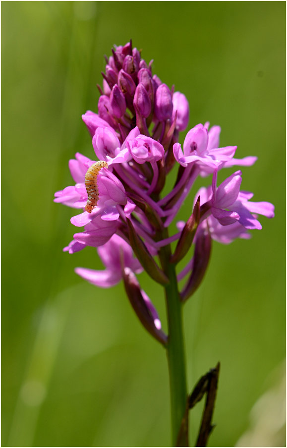 Pyramiden-Orchis (Anacamptis pyramidalis)