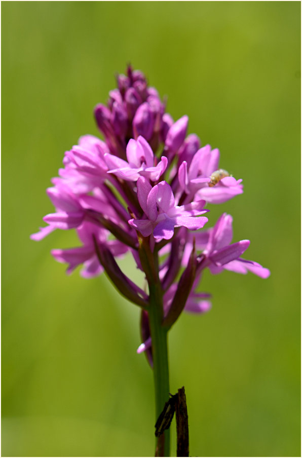 Pyramiden-Orchis (Anacamptis pyramidalis)