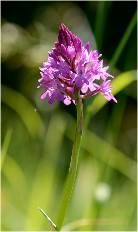 Pyramiden-Orchis (Anacamptis pyramidalis)