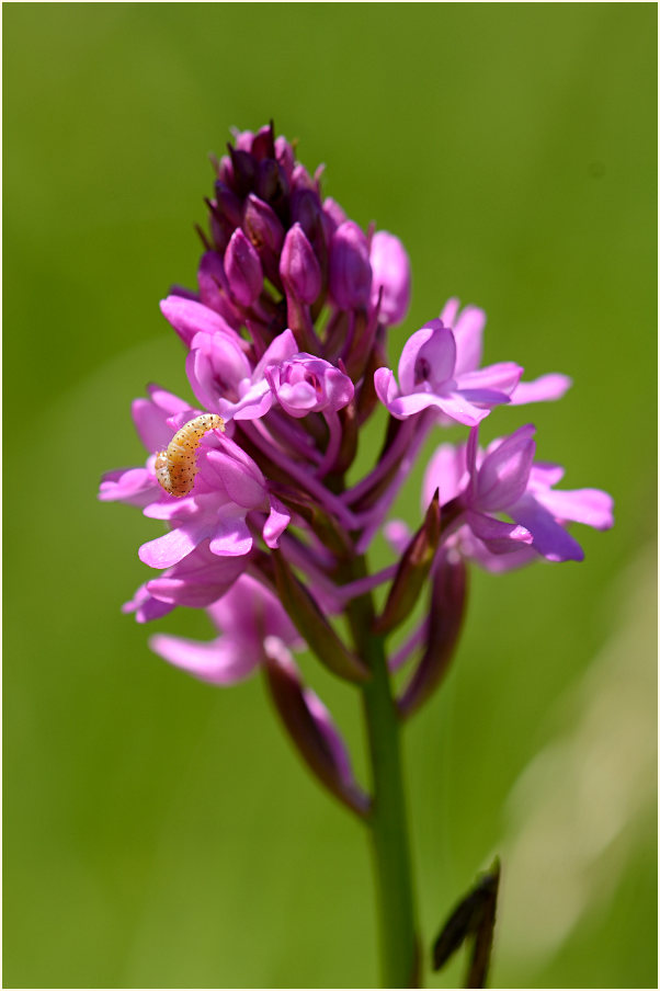 Pyramiden-Orchis (Anacamptis pyramidalis)