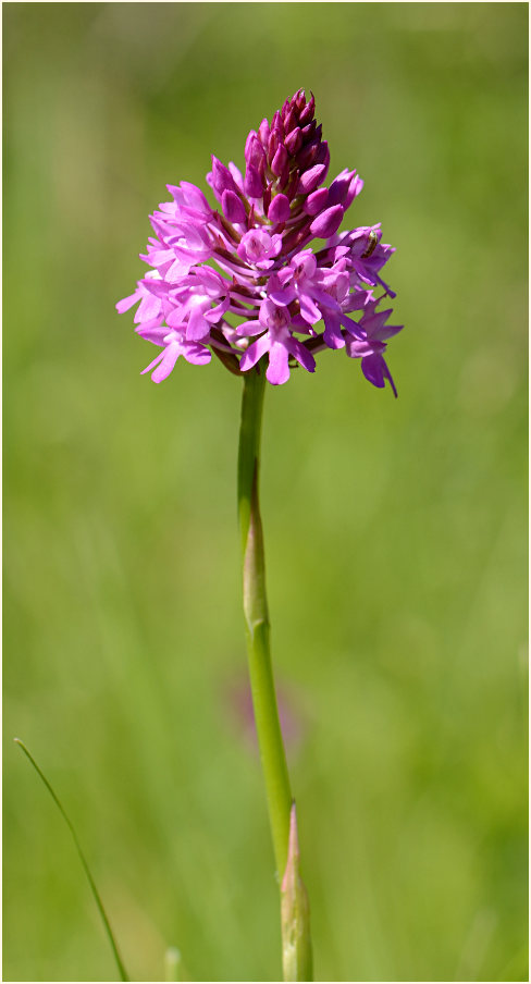 Pyramiden-Orchis (Anacamptis pyramidalis)