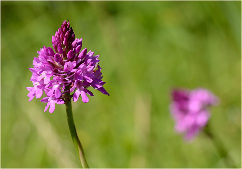 Pyramiden-Orchis (Anacamptis pyramidalis)