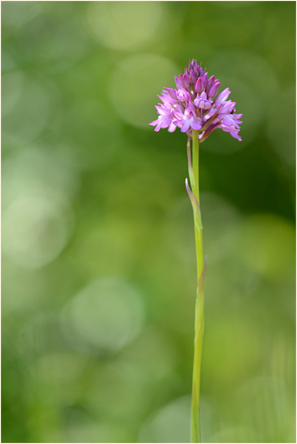 Pyramiden-Orchis (Anacamptis pyramidalis)