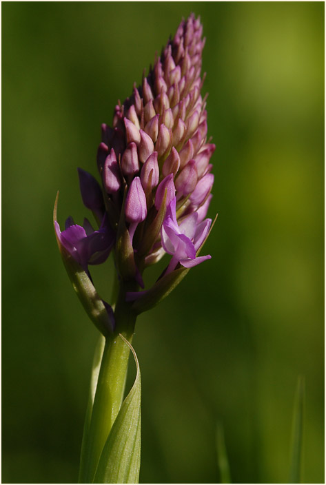 Pyramiden-Orchis (Anacamptis pyramidalis)