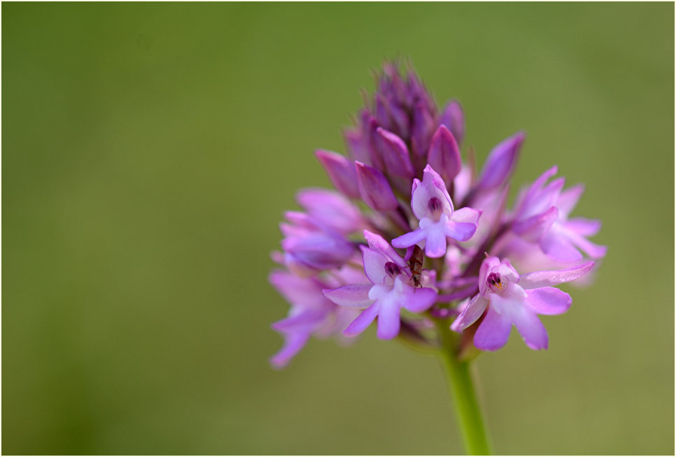 Pyramiden-Orchis (Anacamptis pyramidalis)