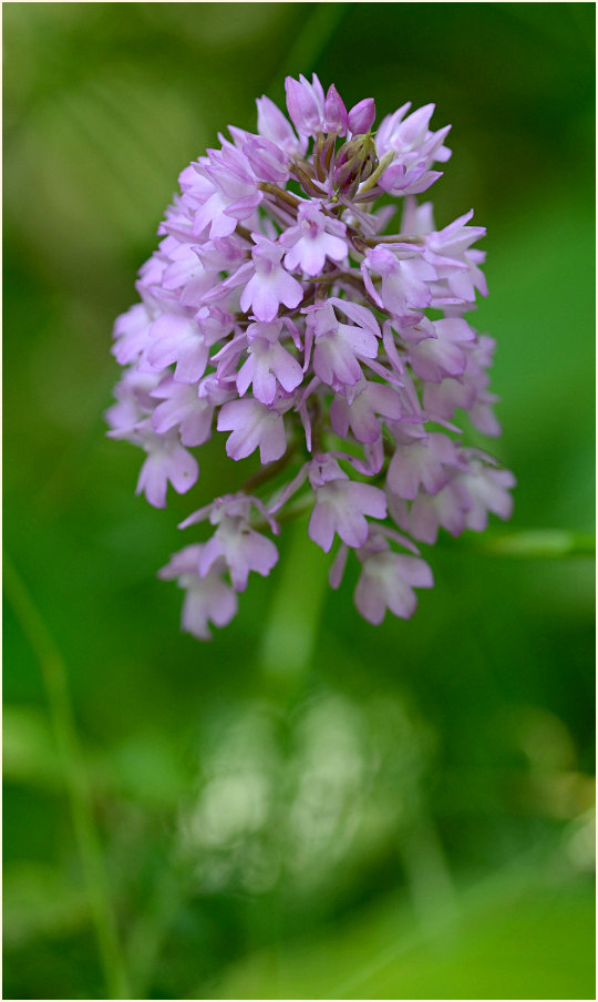 Pyramiden-Orchis (Anacamptis pyramidalis)